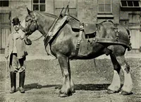 An illustration from Ireland; industrial and agricultural (1902)