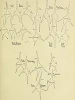 Picture 12 of 41 from Archives des sciences physiques et naturelles (1896), leaf 368