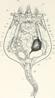 An illustration from The microscope and its revelations (1901)