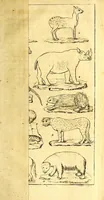 An illustration from Versuch einer Anleitung zur Kenntniss und Geschichte der Thiere und Mineralien : für akademische Vorlesungen entworfen, und mit den nöthigsten Abbildungen versehen (1788)