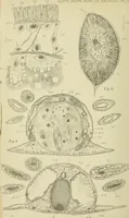 An illustration from Quarterly journal of microscopical science (1853)