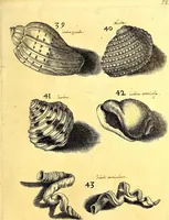 An illustration from Obseruationes circa viuentia, quæ in rebus non viuentibus reperiuntur : Cum micrographia curiosa siue Rerum minutissimarum obseruationibus, quæ ope microscopij recognitæ ad viuum exprimuntur : his accesserunt aliquot animalium testaceorum icones non antea in lucem editæ : omnia curiosorum naturæ exploratorum vtilitati & iucunditati expressa & oblata (1691)