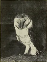 An illustration from Art crafts for amateurs (1901)