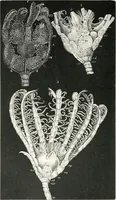 An illustration from The microscope and its revelations (1901)