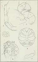 An illustration from Transactions (1879)
