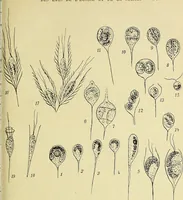An illustration from Archives des sciences physiques et naturelles (1896)