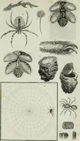 An illustration from The textile manufactures of the ancients : embracing the history of silk, linen, cotton, wool, and other fibrous substances : deduced from Yate's (sic) Textrinum antiquorum, and other authentic sources (1873)