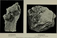 Picture 11 of 12 from A popular guide to minerals : with chapters on the Bement Collection of minerals in the American Museum of Natural History, and the development of mineralogy (1912), leaf 386