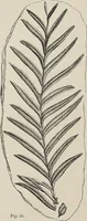 An illustration from Art-studies from nature, as applied to design : for the use of architects, designers, and manufacturers (1872)