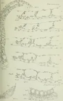 An illustration from Quarterly journal of microscopical science (1853)
