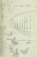 An illustration from Quarterly journal of microscopical science (1853)
