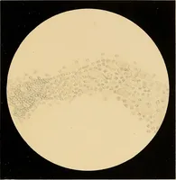 An illustration from An atlas of clinical microscopy (1885)