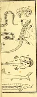 An illustration from Versuch einer Anleitung zur Kenntniss und Geschichte der Thiere und Mineralien : für akademische Vorlesungen entworfen, und mit den nöthigsten Abbildungen versehen (1788)