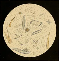 An illustration from An atlas of clinical microscopy (1885)