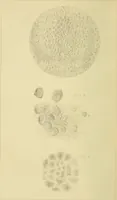 An illustration from Monthly microscopical journal: transactions of the Royal Microscopical Society, and record of histological research at home and abroad (1869)