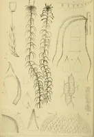 An illustration from Monthly microscopical journal: transactions of the Royal Microscopical Society, and record of histological research at home and abroad (1869)