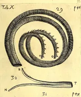 An illustration from Obseruationes circa viuentia, quæ in rebus non viuentibus reperiuntur : Cum micrographia curiosa siue Rerum minutissimarum obseruationibus, quæ ope microscopij recognitæ ad viuum exprimuntur : his accesserunt aliquot animalium testaceorum icones non antea in lucem editæ : omnia curiosorum naturæ exploratorum vtilitati & iucunditati expressa & oblata (1691)