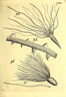 An illustration from Obseruationes circa viuentia, quæ in rebus non viuentibus reperiuntur : Cum micrographia curiosa siue Rerum minutissimarum obseruationibus, quæ ope microscopij recognitæ ad viuum exprimuntur : his accesserunt aliquot animalium testaceorum icones non antea in lucem editæ : omnia curiosorum naturæ exploratorum vtilitati & iucunditati expressa & oblata (1691)