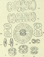 An illustration from Archives des sciences physiques et naturelles (1919)