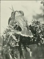 An illustration from Journal of applied microscopy and laboratory methods (1901)