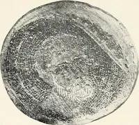 An illustration from Die Mosaiken der Christlichen Ära. 1. t: Die Wandmosaiken von Ravenna (1905)