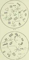Picture 38 of 83 from Archives des sciences physiques et naturelles (1919), leaf 372