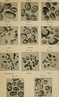 An illustration from Practical physiological chemistry : a book designed for use in courses in practical physiological chemistry in schools of medicine and of science (1907)