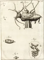An illustration from Arcana naturae detecta (1695)