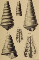 An illustration from Sitzungsberichte der Kaiserlichen Akademie der Wissenschaften. Mathematisch-Naturwissenschaftliche Classe (1852)