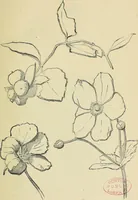 An illustration from Free-hand drawing : a manual for teachers and students (1898)