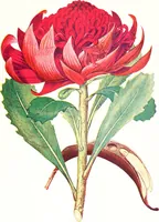 Picture 3 of 66 from The Australian flora in applied art (1915), leaf 22