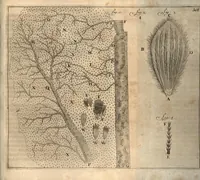 An illustration from Arcana naturae detecta (1695)