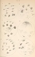 An illustration from The microscope and its revelations (1901)
