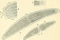 An illustration from The microscope and its revelations (1856)
