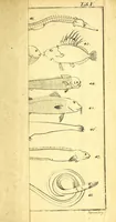 An illustration from Versuch einer Anleitung zur Kenntniss und Geschichte der Thiere und Mineralien : für akademische Vorlesungen entworfen, und mit den nöthigsten Abbildungen versehen (1788)