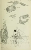 An illustration from Quarterly journal of microscopical science (1853)