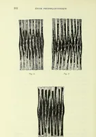 Picture 36 of 83 from Archives des sciences physiques et naturelles (1919), leaf 369