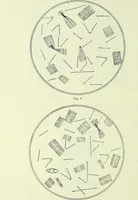 An illustration from Archives des sciences physiques et naturelles (1919)