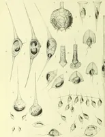 An illustration from Archives des sciences physiques et naturelles (1919)