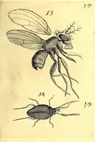 An illustration from Obseruationes circa viuentia, quæ in rebus non viuentibus reperiuntur : Cum micrographia curiosa siue Rerum minutissimarum obseruationibus, quæ ope microscopij recognitæ ad viuum exprimuntur : his accesserunt aliquot animalium testaceorum icones non antea in lucem editæ : omnia curiosorum naturæ exploratorum vtilitati & iucunditati expressa & oblata (1691)