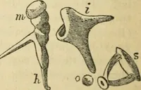 An illustration from Natural philosophy. including statics, hydrostatics, pneumatics, dynamics, hydrodynamics, the general theory of undulations, the science of sound, the mechanical theory of music, etc. : designed for the use of normal and grammar schools, and the higher classes in common schools (1867)