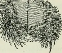 An illustration from The Ontario high school physics (1911)