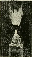 Picture 273 of 286 from The Ontario high school physics (1911), leaf 471
