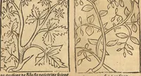 Picture 4 of 11 from Le grant herbier en Francoys (1540), leaf 107