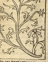 Picture 5 of 11 from Le grant herbier en Francoys (1540), leaf 157
