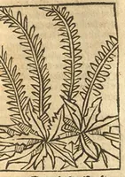 Picture 7 of 11 from Le grant herbier en Francoys (1540), leaf 256