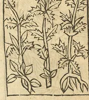 Picture 10 of 11 from Le grant herbier en Francoys (1540), leaf 360