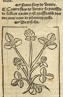 Picture 11 of 11 from Le grant herbier en Francoys (1540), leaf 369