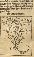 An illustration from Le grant herbier en Francoys (1540)