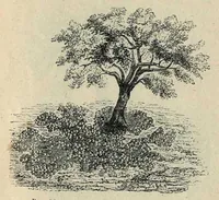 An illustration from Живописная астрономiя (1900)